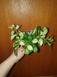 Hoya / hoja heuschkeliana variegata  rosnąca roślina do kolekcji