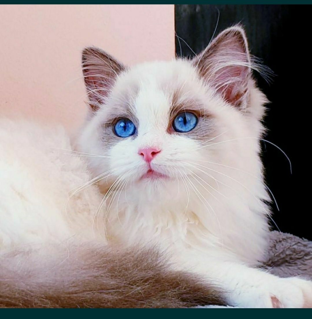 Piękne Ragdoll FPL/FIFE
