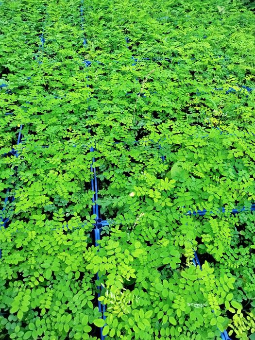 Саджанці дерев на дорощування