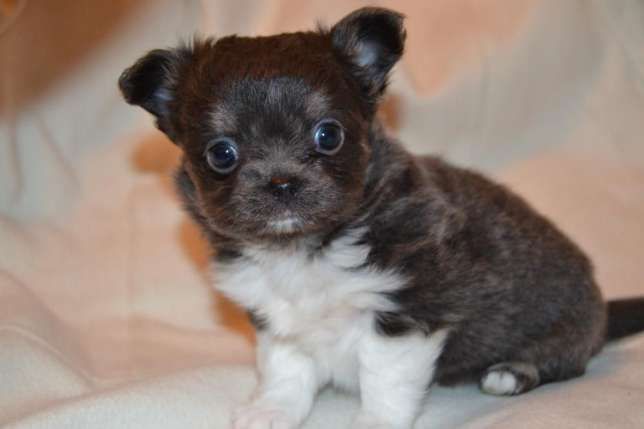 *Породные щенки чихуахуа: питомник