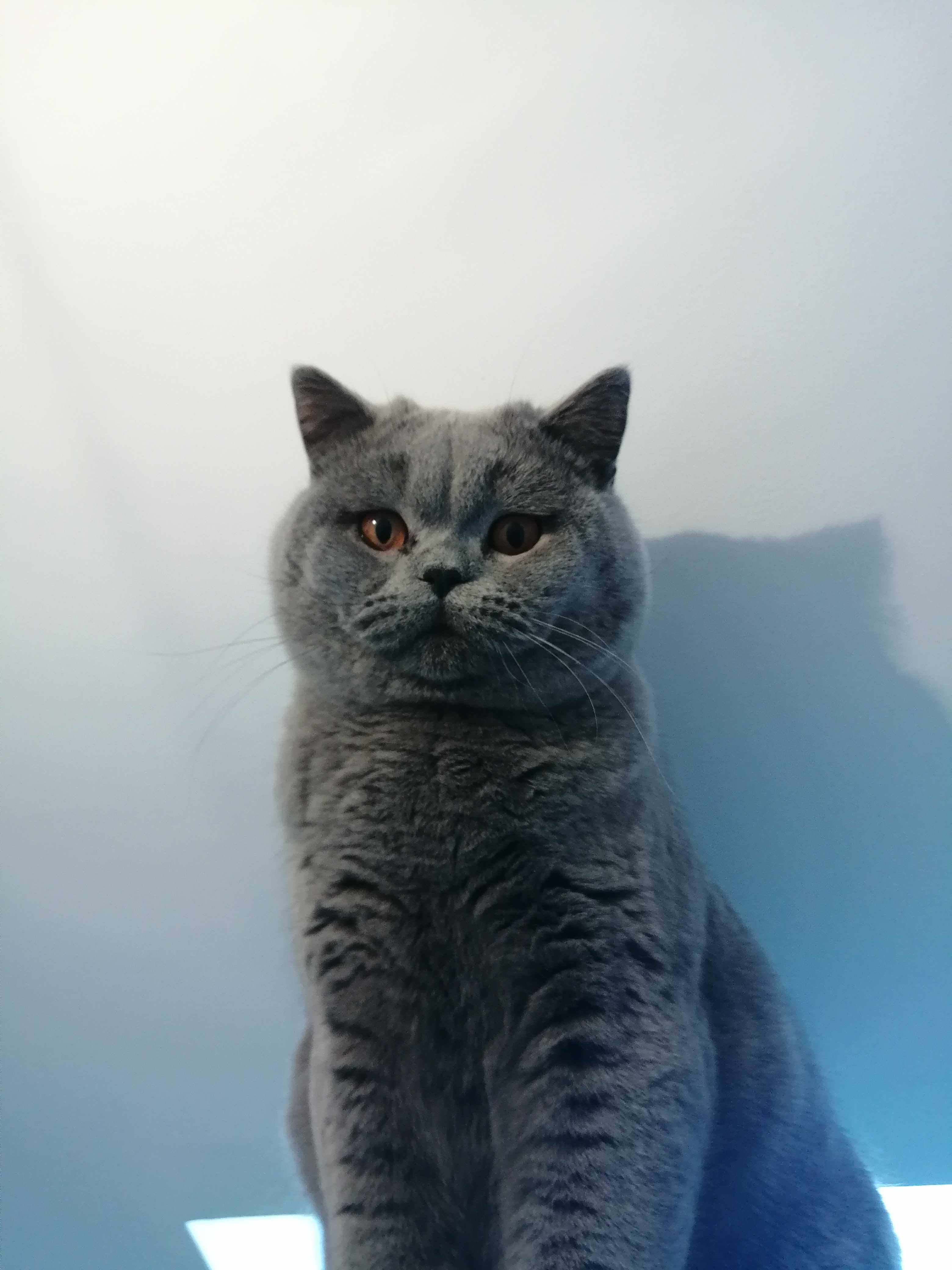 Kot, Kocur, Reproduktor Brytyjski Niebieski – Krycie FPL