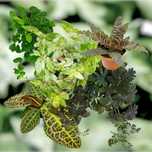 Plantas para terrário | Ficus Solanum Pellionia Labisia Cryptanthus