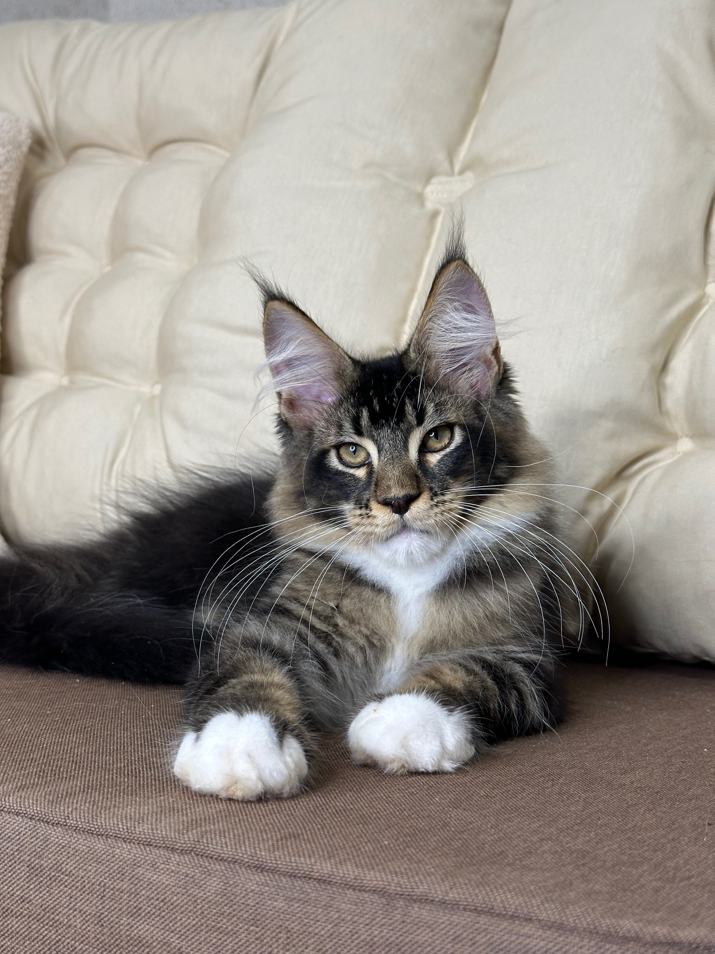 Geralt-kocurek Maine Coon