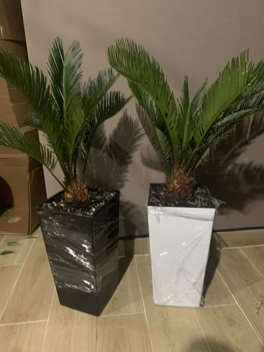 Цикас висота   1 м