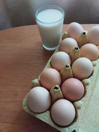Jajka, mleko świeże