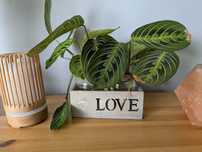 Sadzonka Maranta Lemon Lime