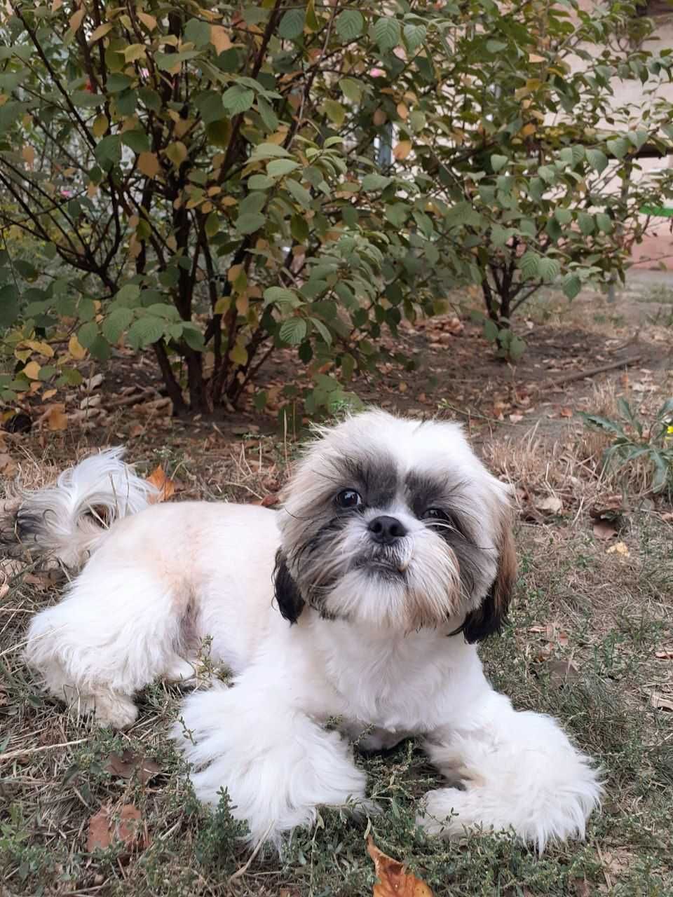 Хлопчик   ши тцу