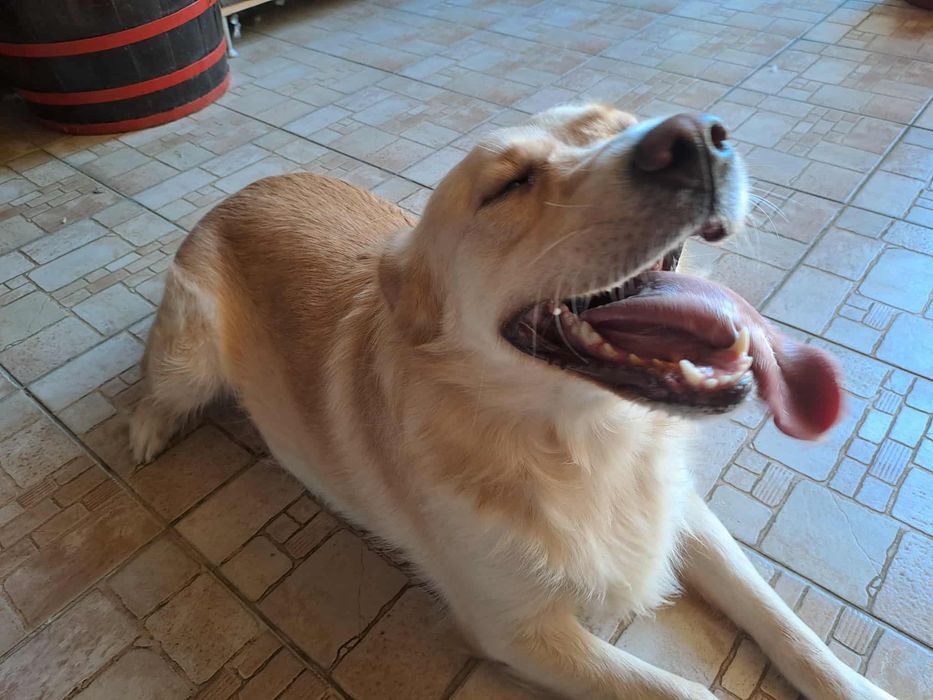 2-letnia Luna do adopcji super towarzyszka