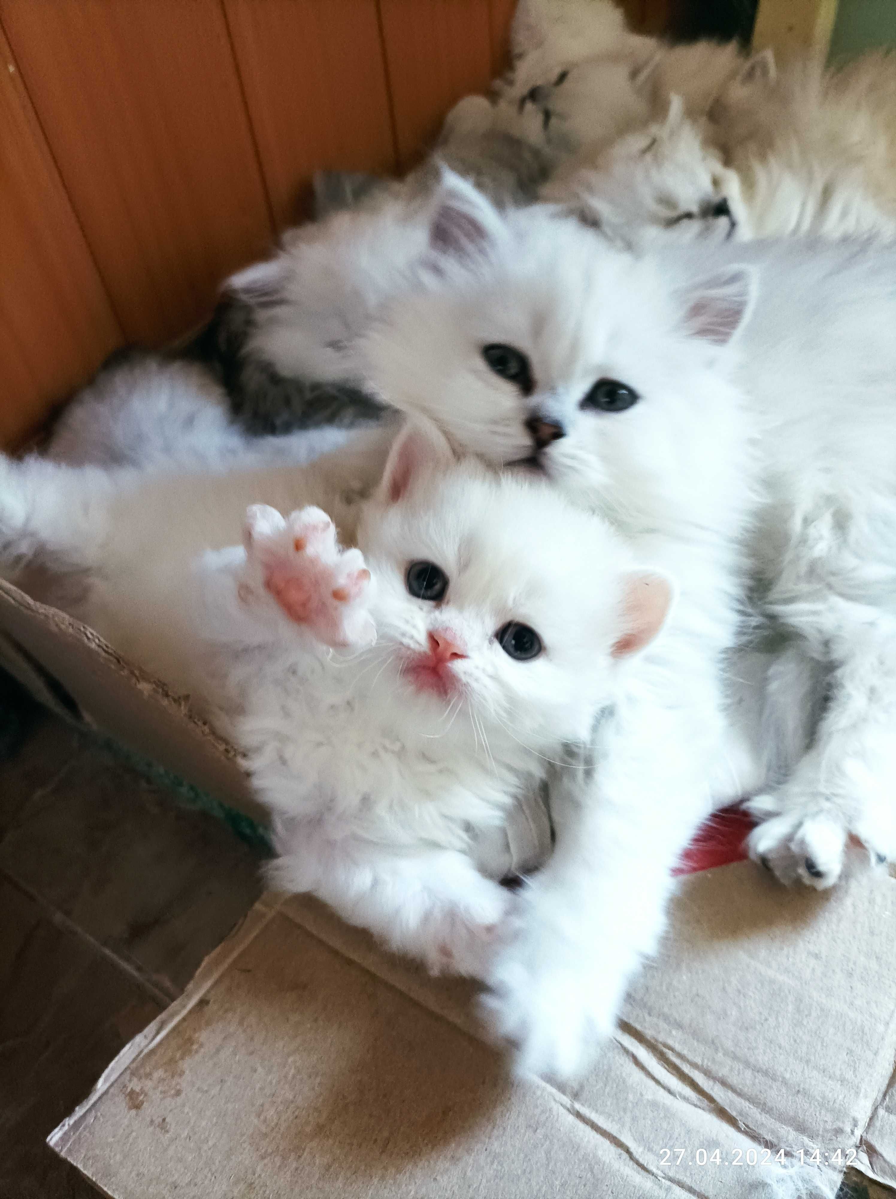 Котята белые и серебристые страйт хайленд британские