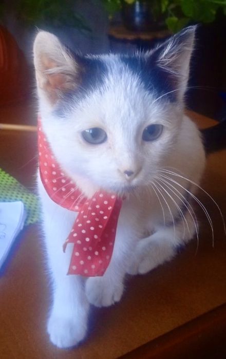 Белые плюшевые котята 2мес кошеня котенок белый белая кішечка