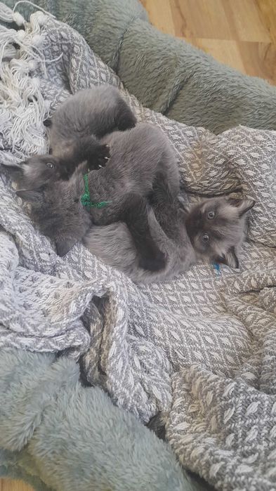 Kotki brytyjskie bez rodowodu