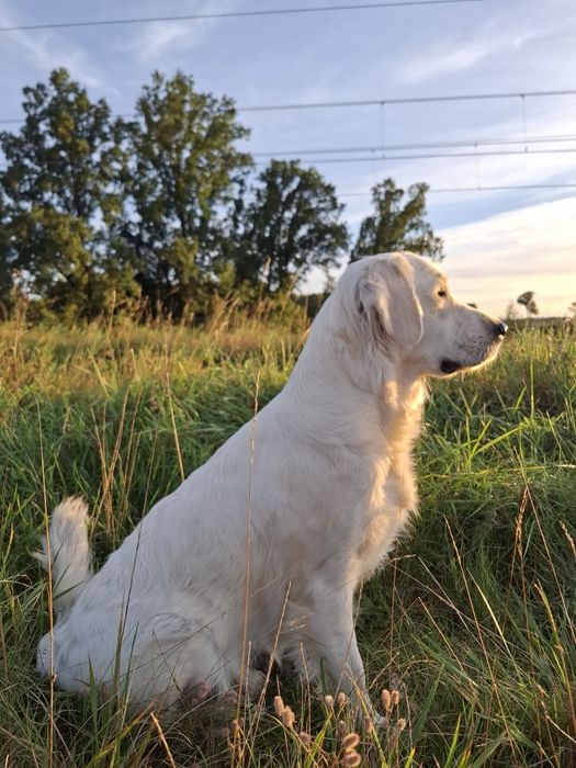 Golden Retriever Piesek