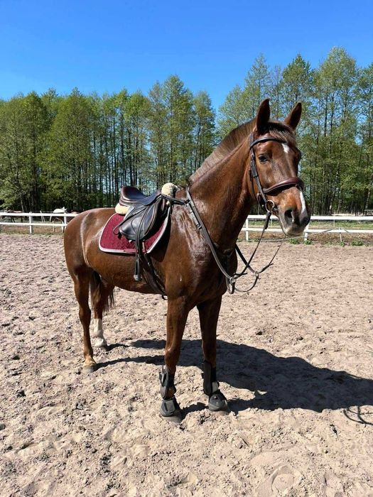 Sprzedam klacz, KWPN, 10 lat, 164 cm, woj. mazowieckie