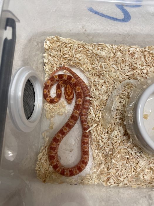 Wąż zbożowy z kompetnym wyposażeniem