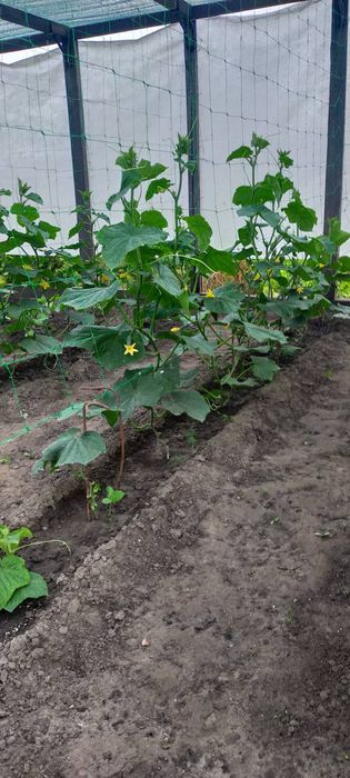 Продам дачу в місті р- н Лука,поряд житлові будинки,річка