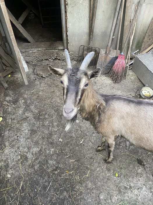 Продаємо козу і козичку