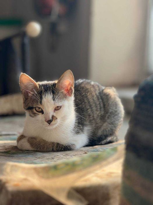 Кошенят в добрі руки