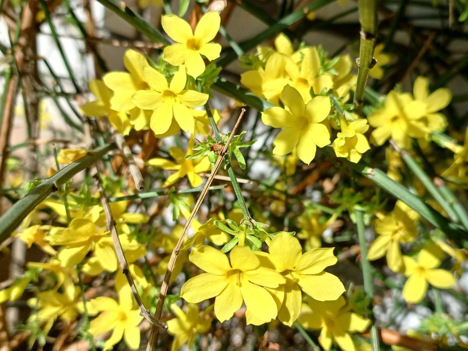 Жасмін голоквітковий, жасмін жовтий 100грн.