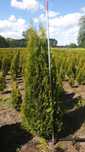 Thuja Smaragd/ Tuja Szmaragd 180-200 cm ładne, grube
