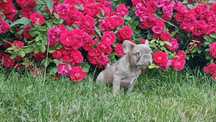 Buldog Francuski suczka Isabell z genem Fluffy