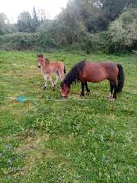 Poney 5 anos com filho de 1 mês