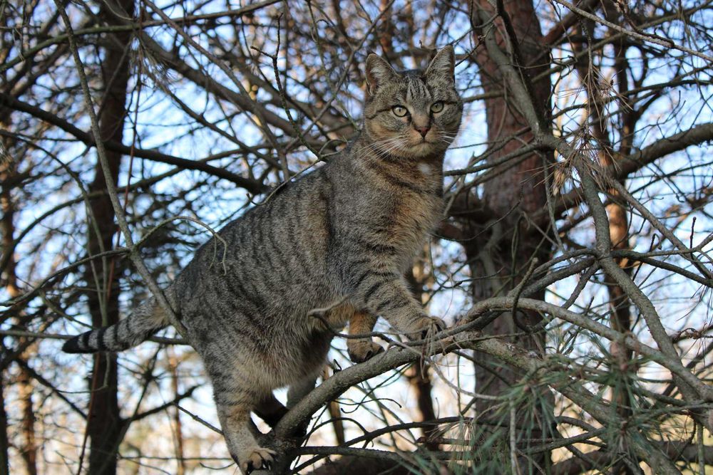 Zaginęła kotka Tiggy