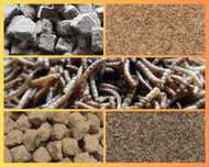 Artêmia / Tubifex / Bloodworms / Dáfnias / Mealworms