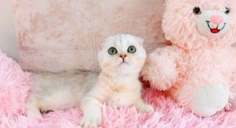 Надзвичайно ніжний і лагідний хлопчик шиншилка