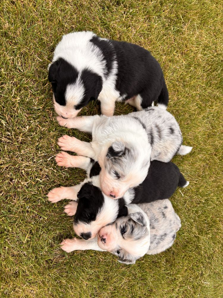 Psy border collie