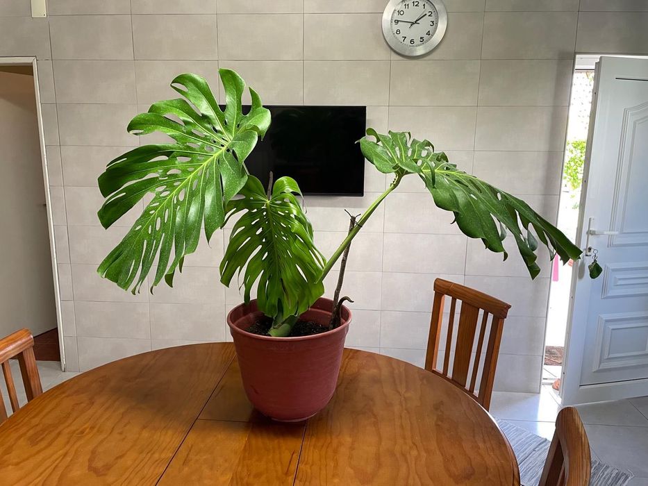 Planta  Monstera / costela de Adão