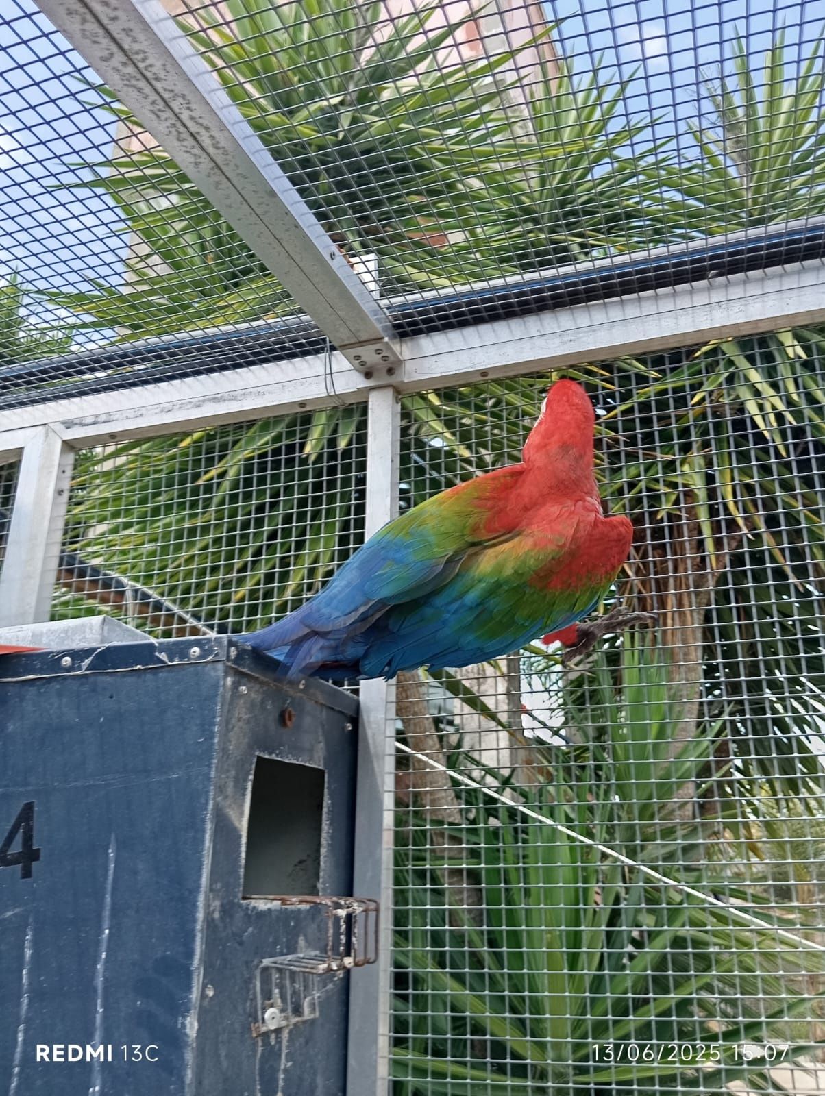 Arara Cloroptera Fêmea Adulta
