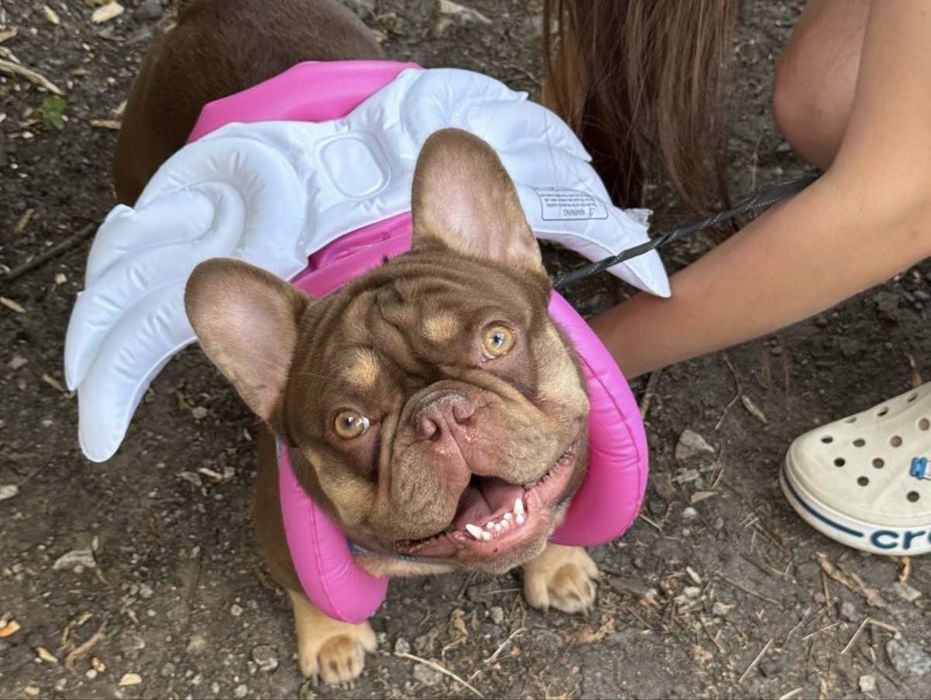 Ищем девочку  для вязки