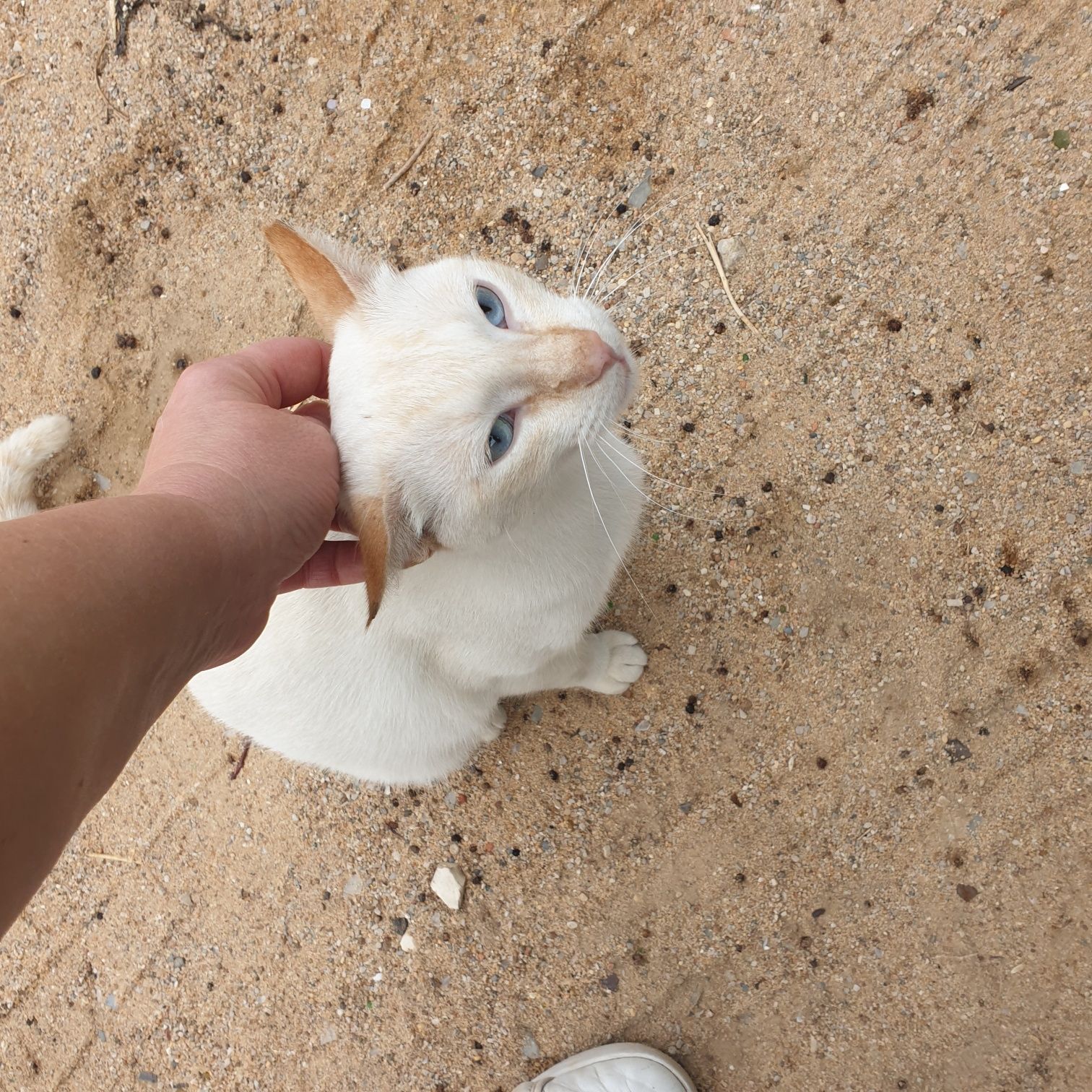 Gatinhos  para adoção