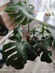Monstera duża z doniczka