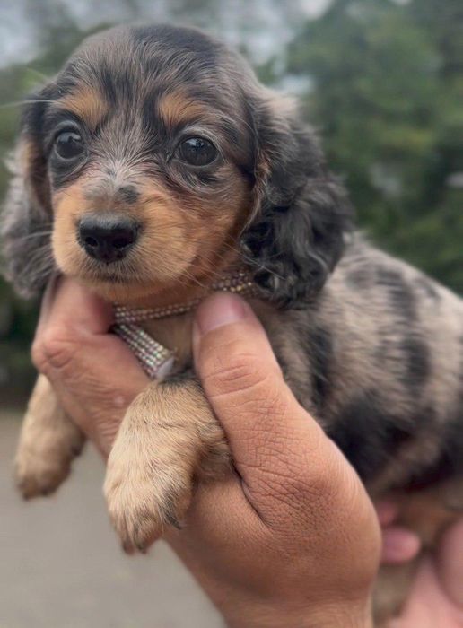 Довгошерстний мраморний красень