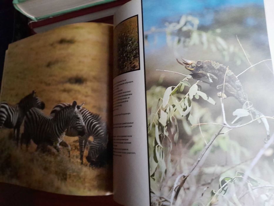 книга - царь зверей не лев