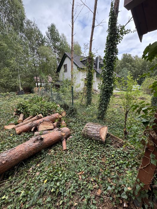 Wycinka Drzew Czyszczenie Działek