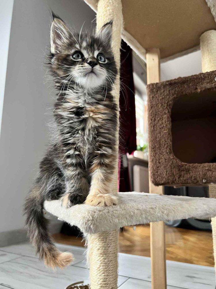 Kotki maine coon