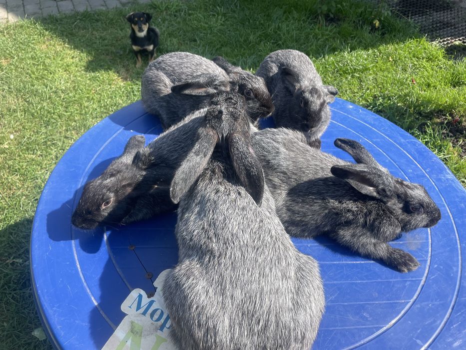 Кролиця з кролятами полтавське срібло