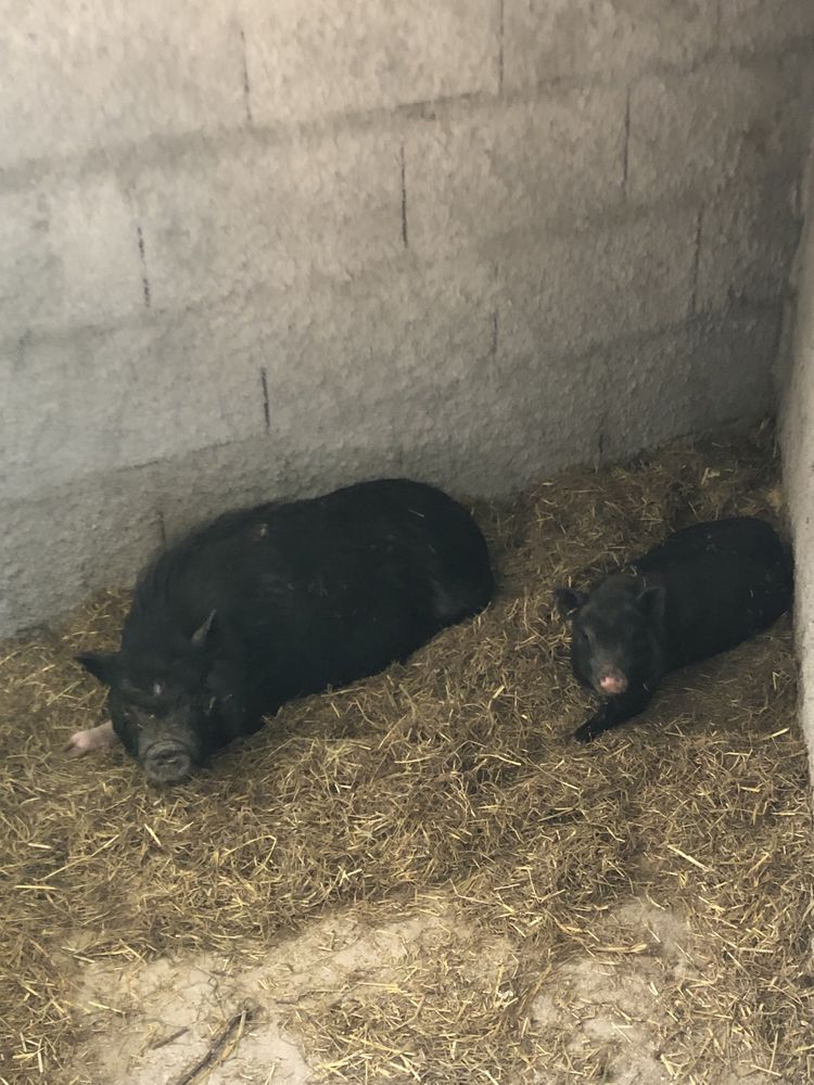 Vendo duaa porcas vietnamitas