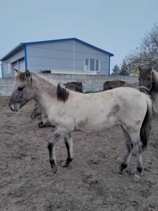 Klacz rasy konik polski