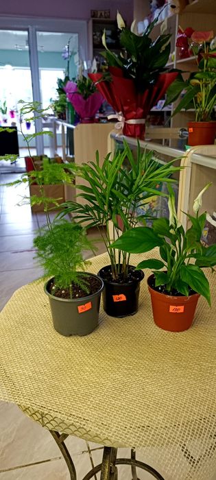 Продам набір кімнатних рослин .Спатифілум,Хамедорея,Аспарагус