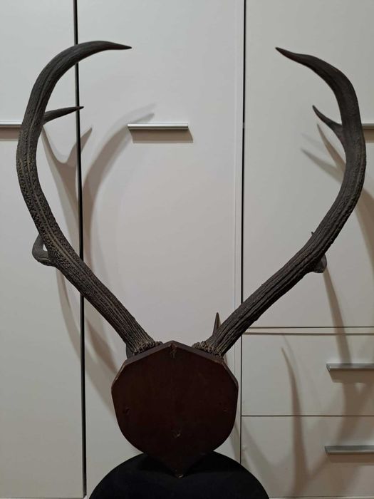 Poroże jelenia szlachetnego z czaszką