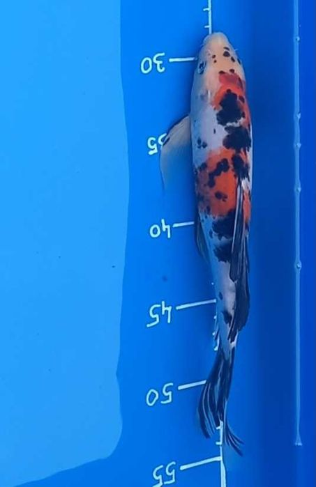 Karp koi butterfly long fin oczko wodne