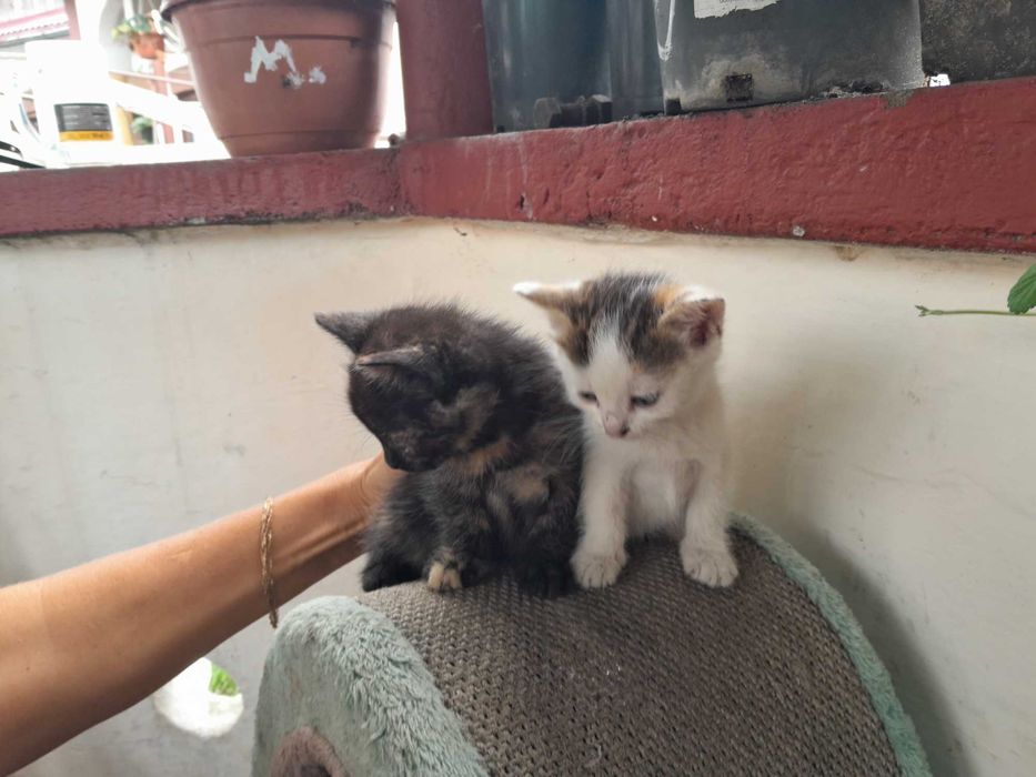 Kotek kot,samiczka 7 tygodni.ta jasna.