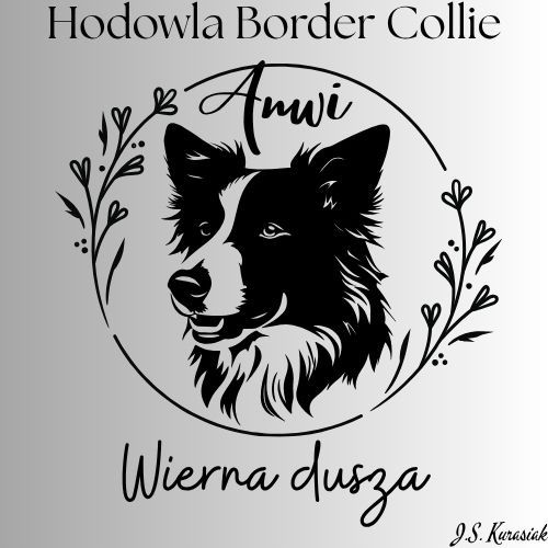 Border collie- suczka gotowa do zmiany domu