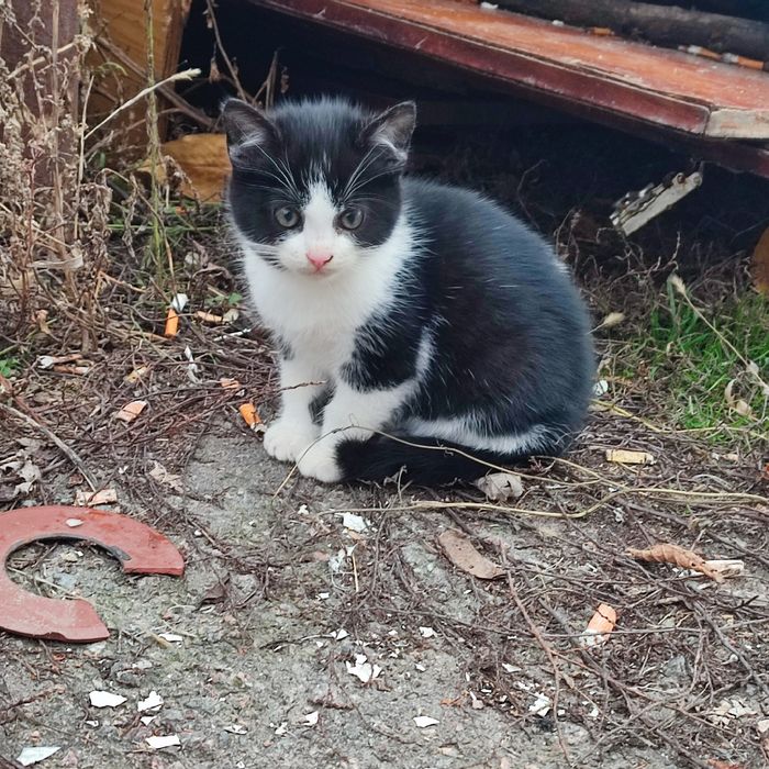 ДАРОМ.Котёнок в  добрые руки.