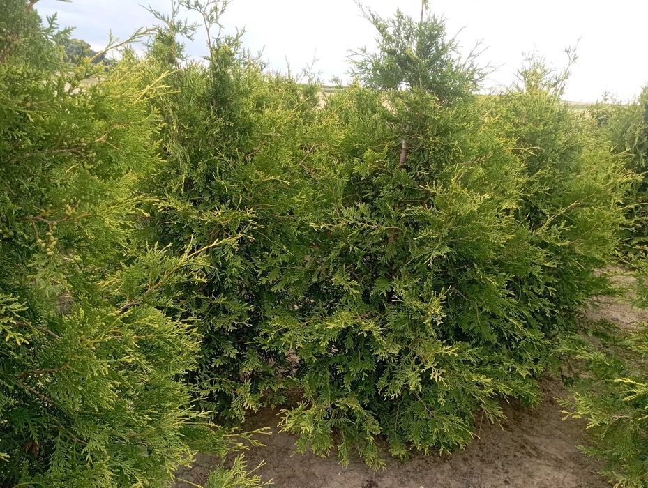 Tuja duże tuje aureospicata nie brabant szmaragd, dowóz