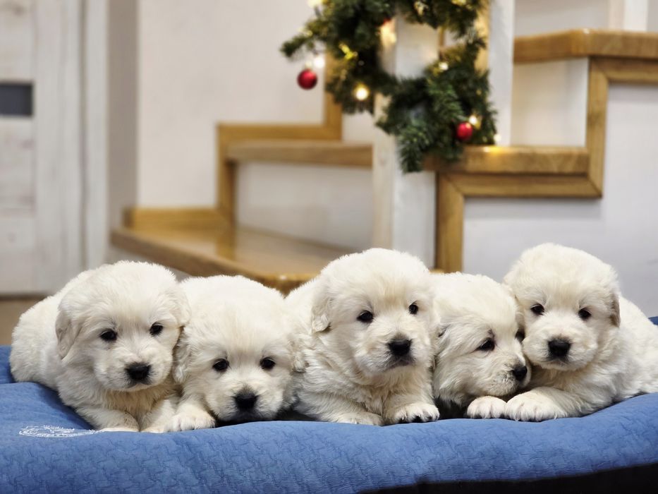 Suczka !!! Owczarek Podhalański !!!