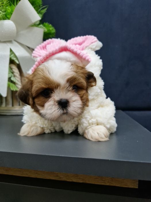 Shih-tzu miniaturka 2xszczepienia legowisko iwyprawka